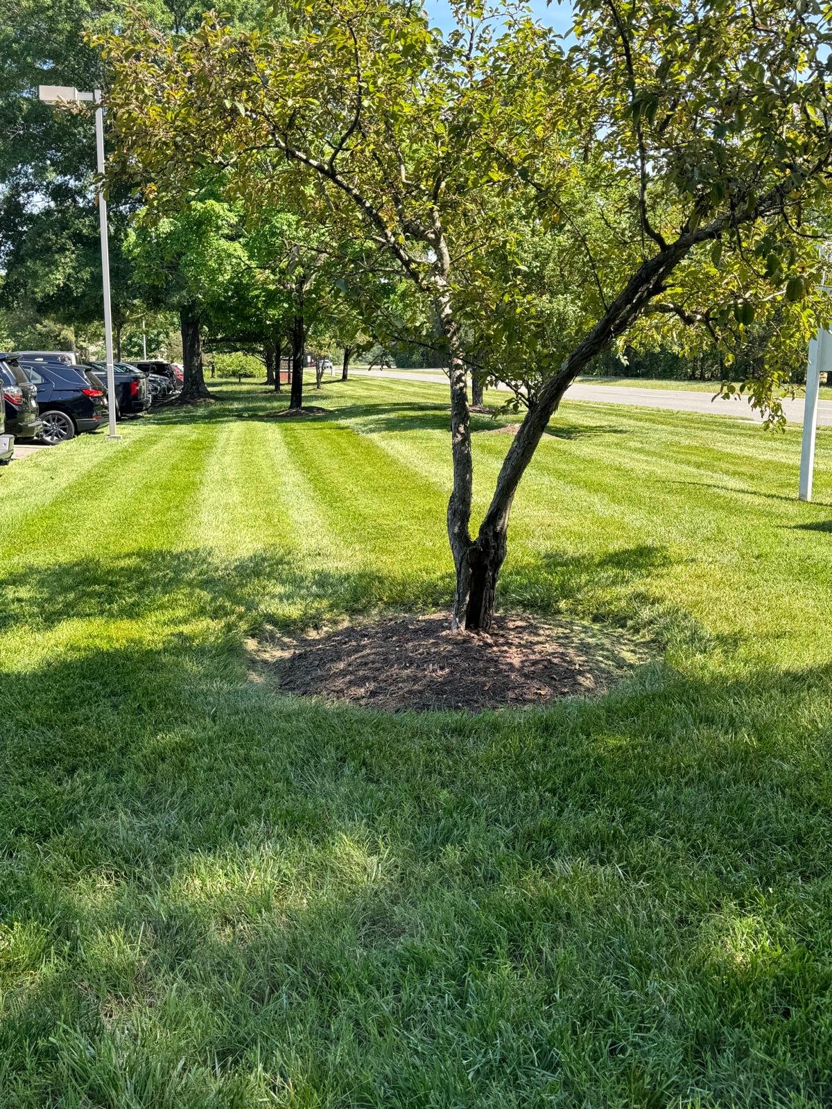 Landscaping